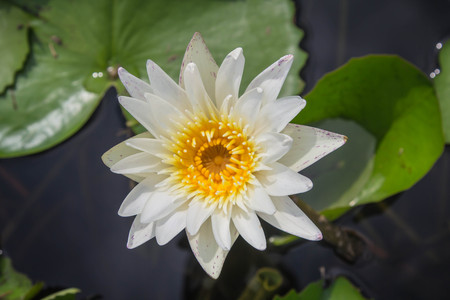 Beautiful white lotus is blooming in the pond on a calm day with very soft lightの写真素材