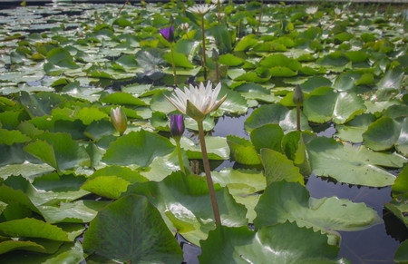 Beautiful white lotus is blooming in the pond on a calm day with very soft lightの写真素材
