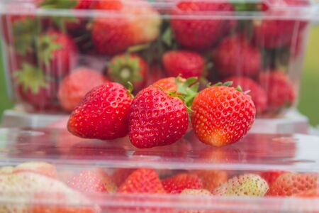 Strawberries live in plastic boxes.の写真素材