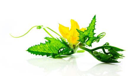 Pumpkin flowers, leaves isolated on white backgroundの写真素材