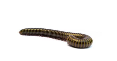 Millipede isolate on white backgroundの写真素材