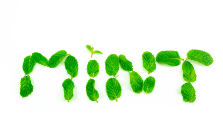 Spaermint, pepermint isolated on white backgroundの写真素材