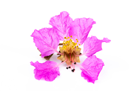 close up violets flowers isolated on white backgroundの写真素材