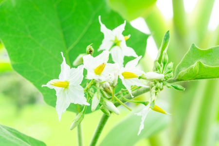 egg plants with flowers growing in the gardenの写真素材