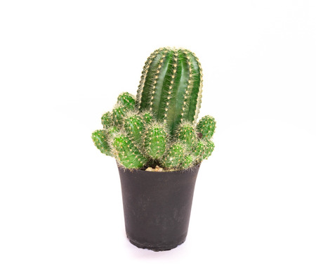 Closeup mini cactus isolated on white background.の写真素材