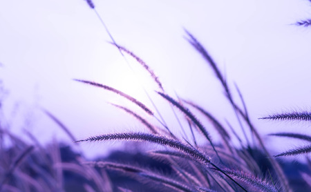 Beautiful silhouette of grass flower on sunset background. Selective focusの写真素材