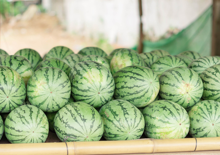 Many big sweet green watermelons and one cut watermelonの写真素材