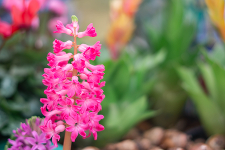 yacinth Pink Surprise Dutch Hyacinthの写真素材