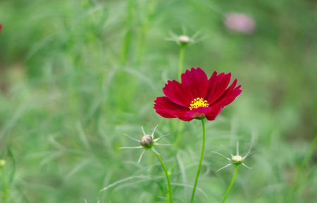 Red cosmos flower in gradenの写真素材