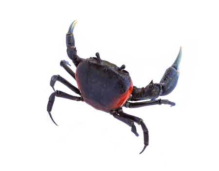 Beautiful red crab isolated on white background.の写真素材