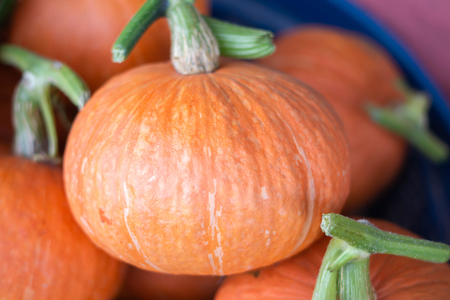 Fresh japanese pumpkin