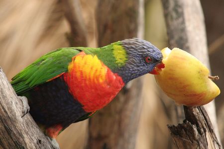 A colorful parrot perched on a branchの写真素材
