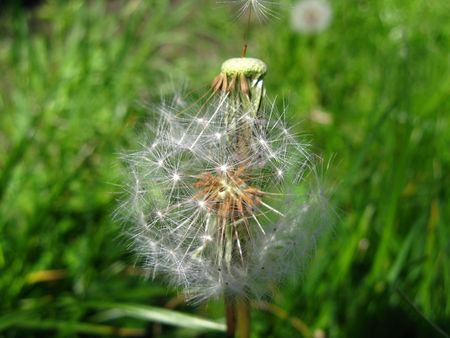 White dandelion on a green backgroundの写真素材