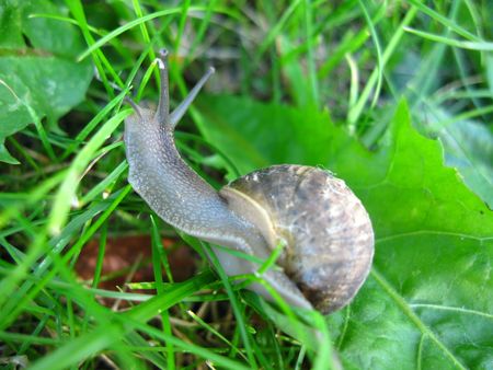 Snail on a grassの写真素材