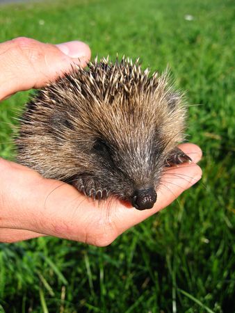 Hand holding a hedgehogの写真素材
