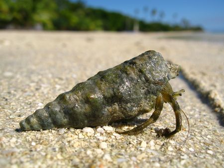 Hermit crab の写真素材
