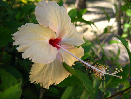 Close-up of tropical hibiscusの写真素材