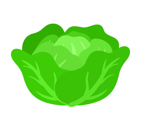Hand Drawing Cabbage vector, Fresh Vegetable with green leaves doodle animated cartoon for Food Ingredient isolated on white backgroundのイラスト素材