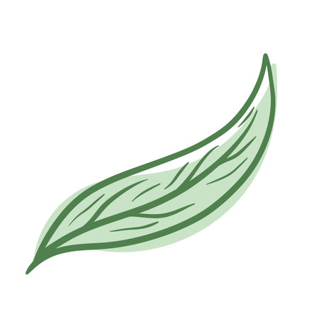Aesthetic Leaf in Green Line Art Drawing Vector Illustration for Nature and Botanical Background and Banner Element Decorationのイラスト素材