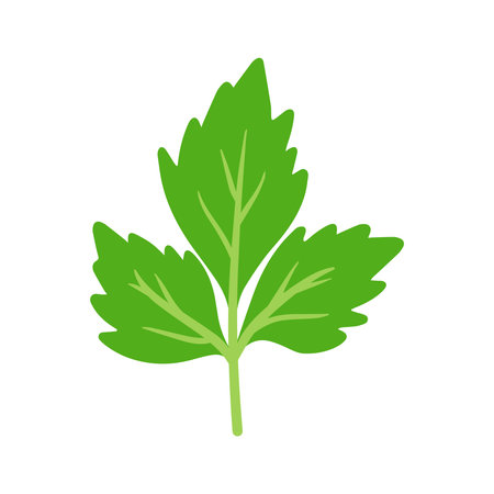 Hand Drawing Celery or Parsley leaf vector, Fresh Vegetable with green leaves doodle animated cartoon for Aromatic Seasoning Food Ingredient isolated on white backgroundのイラスト素材