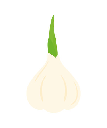 Flat Garlic for Spice, Flavor, Vegetable and Food Ingredient Animated Cartoon Icon Clipart Isolated on Transparent Backgroundのイラスト素材