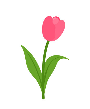 Beautiful pink tulip blossom flowers flat drawing icon clip art cartoon vector illustration isolated on transparent backgroundのイラスト素材
