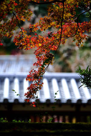 Autumn leaves at Jorokuji Temple