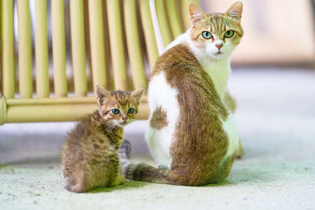 Parent and child of a catの写真素材