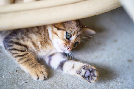 Kitten with a kijiji tiger patternの写真素材