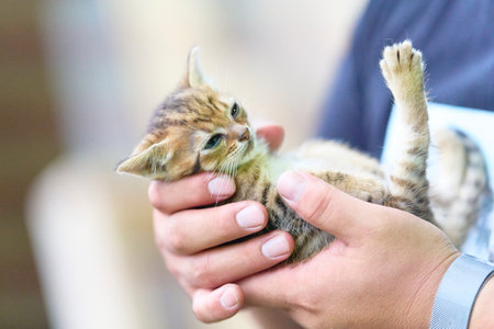 Kitten with a kijiji tiger patternの写真素材