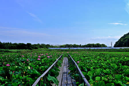 Ancient lotus of Shimada Islandの写真素材