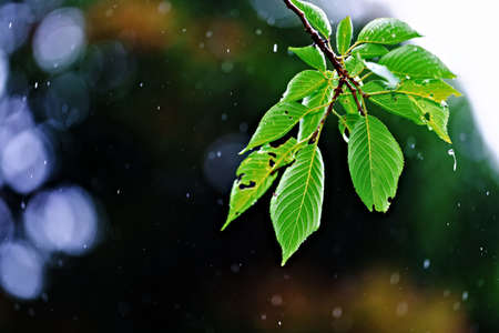 The world's most beautiful convenience store in Kisumu Villageの写真素材
