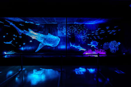 Aquarium made of plastic bottlesの写真素材