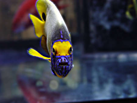 Tropical Fishの写真素材