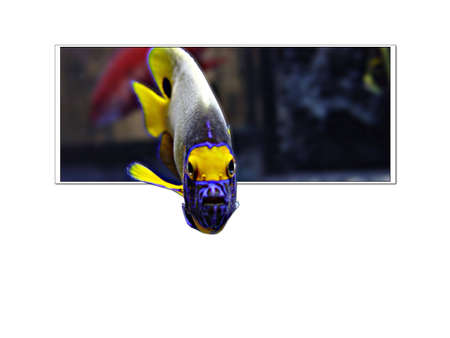 the fish is swimming out the photo