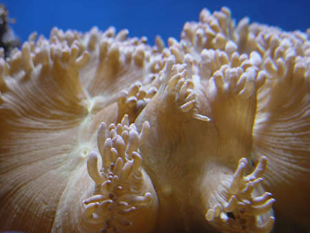 Beautiful coral                               