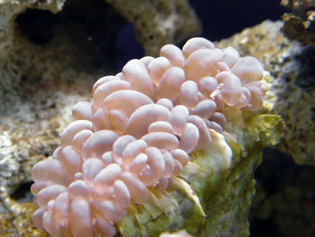 Beautiful coral                               