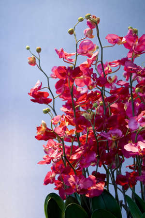 flower close-up  の写真素材