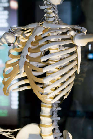 Model of human skeleton in laboratory used for teachingの写真素材