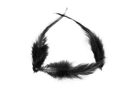 Black bird feather on white background