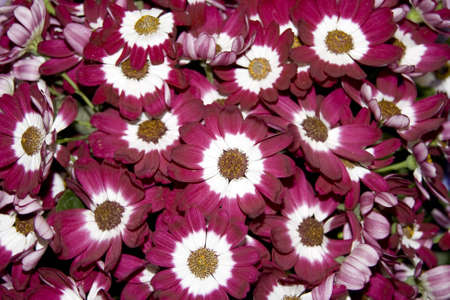 Background of Beautiful blooming flowers の写真素材