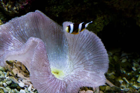 Beautiful coral in a sea aquariumの写真素材