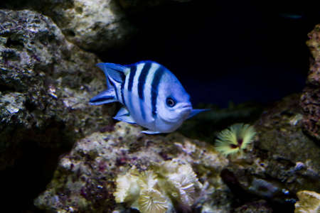Close up colorful tropical fish