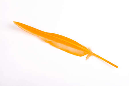 yellow bird feather on white backgroundの写真素材