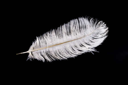 white bird feather on black background