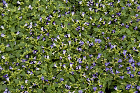 Beautiful blooming flowers on summer colorful lawnの写真素材