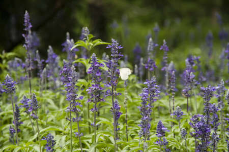 Beautiful blooming flowers on summer colorful lawnの写真素材