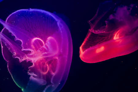 jellyfish in aquarium multi coloured lightの写真素材