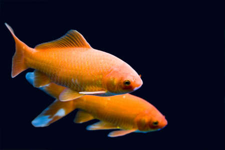 Big colorful Koi carp in a aquariumの写真素材