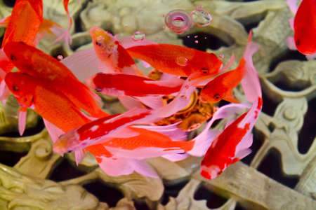 Big colorful Koi carp in a aquariumの写真素材